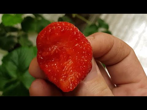 Видео: // СЪЕЛ ПЕРВУЮ ЯГОДУ 22.02!!! // ШМЕЛИ И СТЕРЛЯДЬ // НОВЫЕ СВЕТОДИОДНЫЕ СВЕТИЛЬНИКИ // КЛУБНИКА