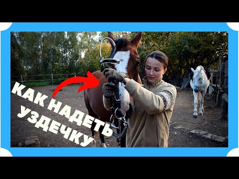 Видео: КАК НАДЕТЬ УЗДЕЧКУ НА ЛОШАДЬ