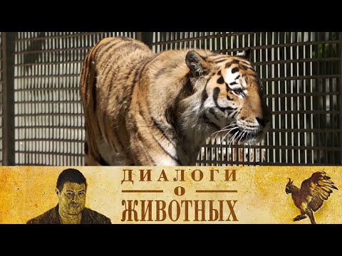 Видео: Новосибирский зоопарк. 12-я серия // Диалоги о животных @SMOTRIM_KULTURA