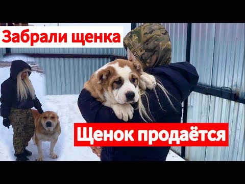 Видео: Забрали щенка алабая! Щенок крутой! Щенок продаётся!!!