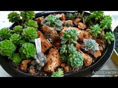 Видео: Моя коллекция Седум- Очитки🍀 Collection sedum