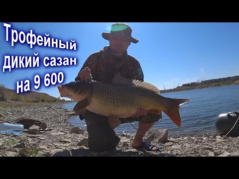 Видео: ТРОФЕЙНЫЙ КАРП на 9 600! ПОГНУЛ КАТУШКУ! РЫБАЛКА НА САЗАН/КАРПА 2022. Кенгирское водохранилище.