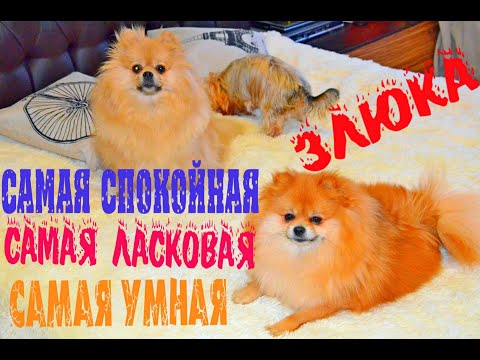 Видео: Домашний ВЛОГ : Мои собаки. Померанский шпиц и йоркширский терьер мини!