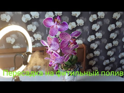Видео: Пересадка ОРХИДЕИ Bucharest на самодельный ФИТИЛЬНЫЙ полив в керамзит / ПЕРЕСАДКА в Японском стиле