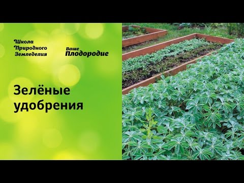 Видео: Зелёные удобрения — основа природного земледелия