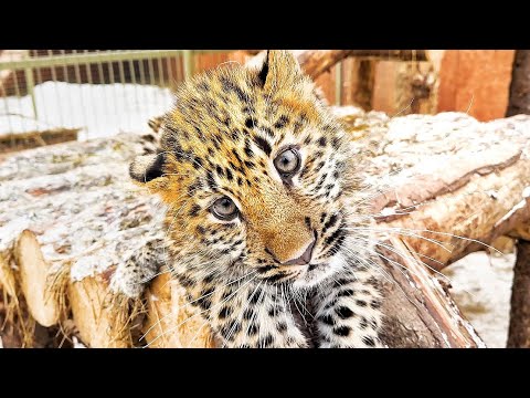 Видео: Леопардик Хан ОБРАДОВАЛСЯ ВСТРЕЧЕ после ДОЛГОЙ РАЗЛУКИ! Спасённый леопард РАСТЁТ! Все будет хорошо❤️