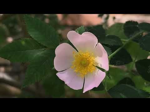 Видео: Літній світ шипшини/Summer rosehip world. Спів лісові птахи/singing forest birds