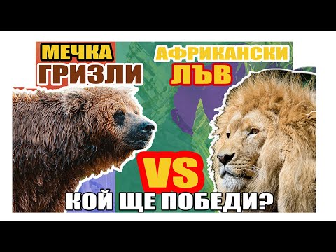 Видео: ЛЪВ СРЕЩУ МЕЧКА ГРИЗЛИ-КОЙ ЩЕ ПОБЕДИ? / Luv Sreshtu Mechka Grizly / Interesni Fakti I klasacii