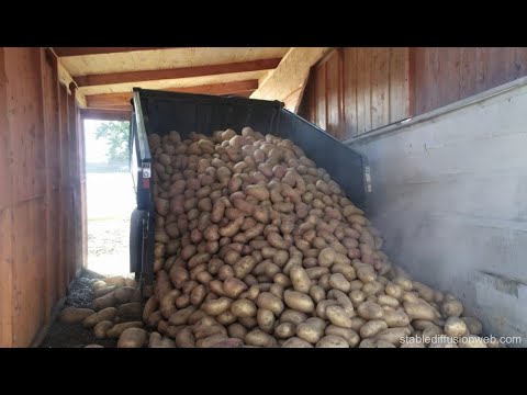 Видео: Выращивание картофеля! Все работы в одном видео!