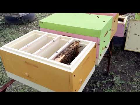 Видео: Заселяем нуклеусы ППУ    13.05.19