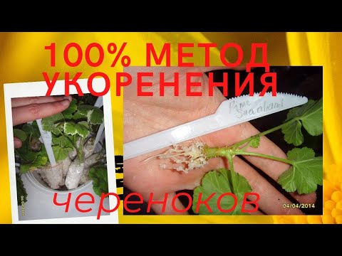 Видео: ЛУЧШИЙ СПОСОБ УКОРЕНЕНИЯ ЧЕРЕНКОВ .