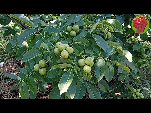 Видео: @Самий скороплідний, зимостійкий, низькорослий грецький горіх