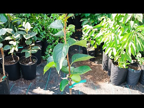 Видео: Maekawa Jiro саджанці ЗКС vs ВКС