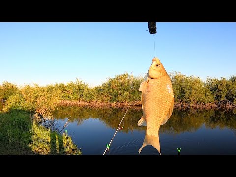 Видео: Ловля карася на "КОРВАЛОЛ". Натаскал рыбы и отдал соседям! Рыбалка на донки в речке-переплюйке.