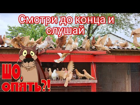 Видео: Купи достойных голубей 🤔