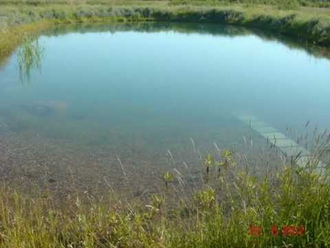 Видео: Мой прудик 0001