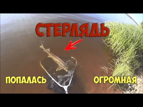 Видео: Огромная стерлядь. Попробуй поймай такую. Ловля стерляди на донки. Рыбалка сплавом.