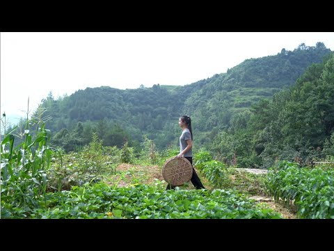 Видео: Выращивание красной фасоли из семян и приготовление булочек на пару