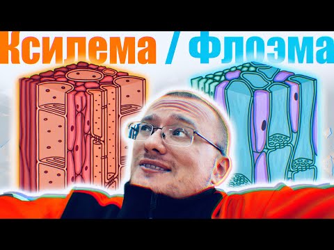 Видео: Ксилема и Флоэма | Строение и функции 🌱 Понятный разбор