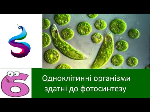 Видео: Одноклітинні організми здатні до фотосинтезу