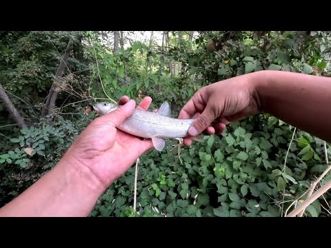 Видео: БУГУНГИ НАТИЖА 15 СЕНТЯБР#fishing #baliq #carpfishing 