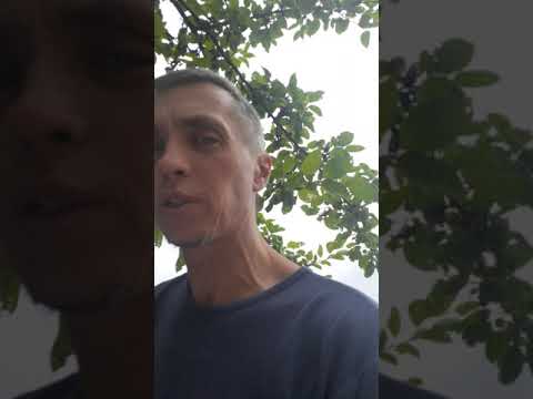 Видео: Обзор пылесоса Kirby часть 2