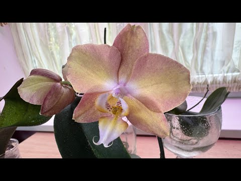 Видео: Орхидеи в обнимку с хойями 🌸🌿🤗