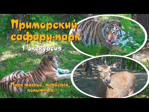 Видео: Приморский Сафари парк - первая экскурсия - парк тигров, копытных, медведей.