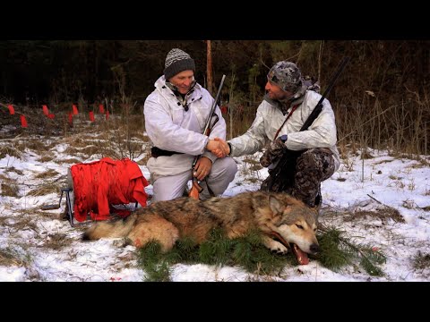 Видео: На волка псковским нагоном