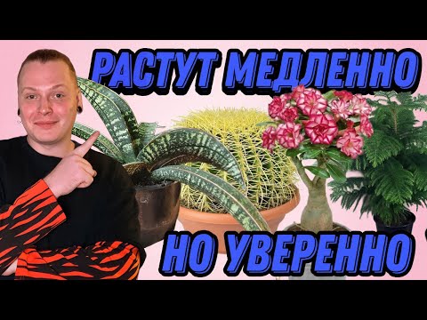 Видео: 🌵НЕ ЛЮБИШЬ ЧАСТЫЕ ПЕРЕСАДКИ?ТОГДА ЭТИ РАСТЕНИЯ ДЛЯ ТЕБЯ).Топ Медленно Растущих Комнатных Растений.