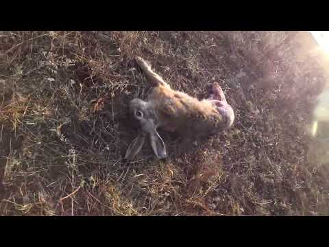 Видео: Охота на зайца и лису сезон 2024-2025 №200.
