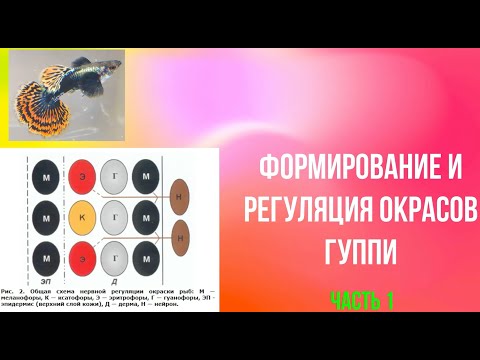 Видео: Формирование и регуляция окраса гуппи. Часть 1