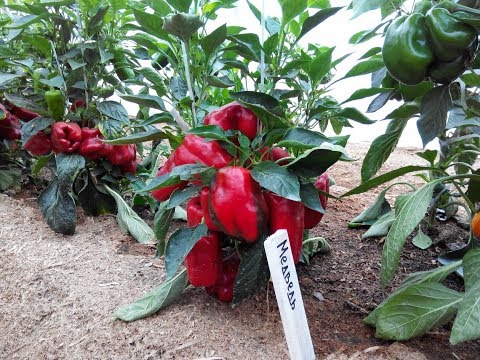 Видео: КОНСУЛЬТАНТ САДОВОДА 191