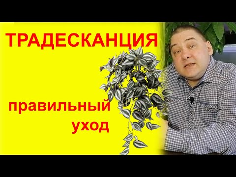 Видео: Традесканция. Уход в домашних условиях