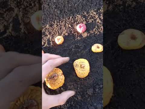 Видео: Гладиолус  Посадка луковиц и деток