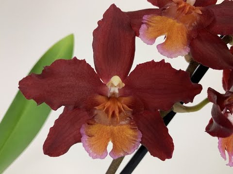 Видео: ODONTOGLOSSUM / ОДОНТОГЛОССУМ  PURPLE RAIN