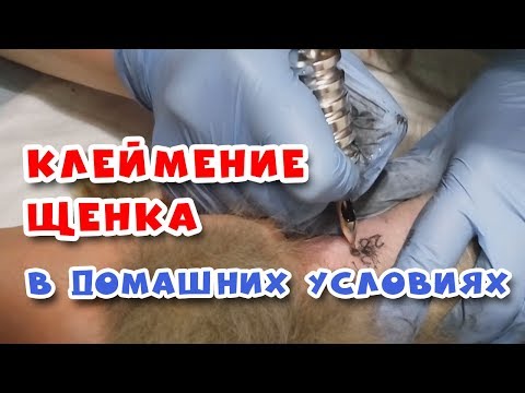 Видео: 🐾 КЛЕЙМО щенка. Как это делается