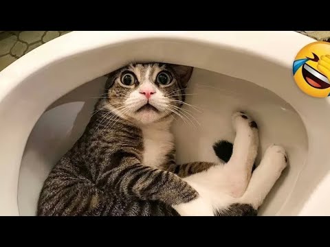 Видео: 😂 Постарайтесь не смеяться – подборка самых смешных кошек и собак 2025 года!
