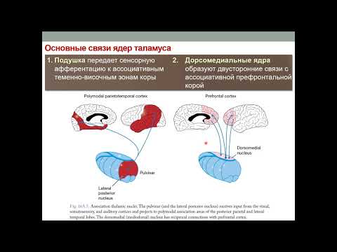 Видео: Лекция "Частная физиология ЦНС. Часть 3. Физиология промежуточного и конечного мозга"