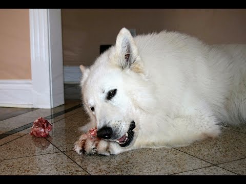 Видео: Здоровый обед собаки. Белая Швейцарская Овчарка