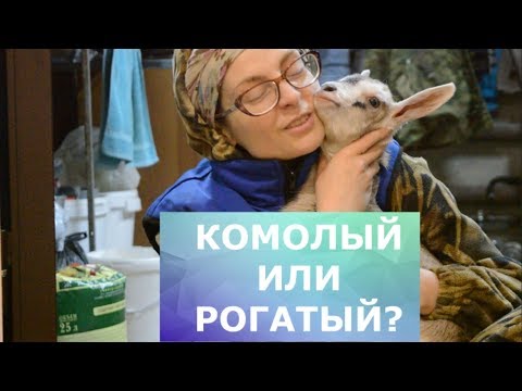 Видео: Козленок рогатый или нет?