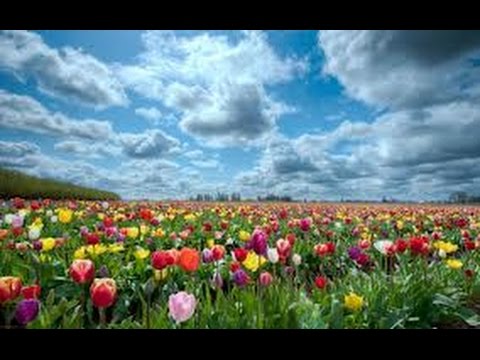 Видео: Хочи Мирзо-ам-136 Саволу чавоб 53
