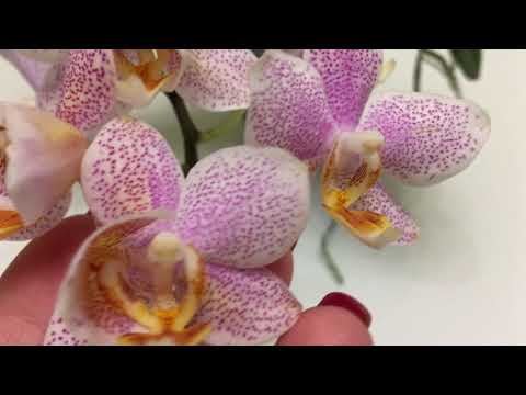 Видео: Красивые орхидеи азиаты.  Цветение 2021.