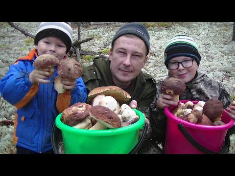 Видео: Мы и не Думали что Накосим Столько Белых Грибов в Октябре. Тихая Охота Белые Боровики.