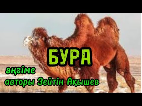 Видео: "Бура" әңгіме авторы Зейтін Ақышев#аудиокітап#аудиоәңгіме