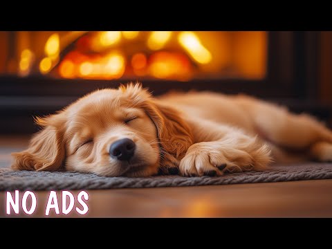 Видео: Колыбельная для собак 🐶 Снижает тревогу разлуки 🐶 Помогает собакам лучше спать
