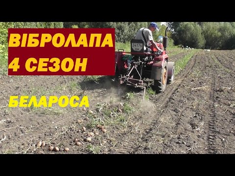 Видео: Копаю вібролапою Белароза.Шифенг240.