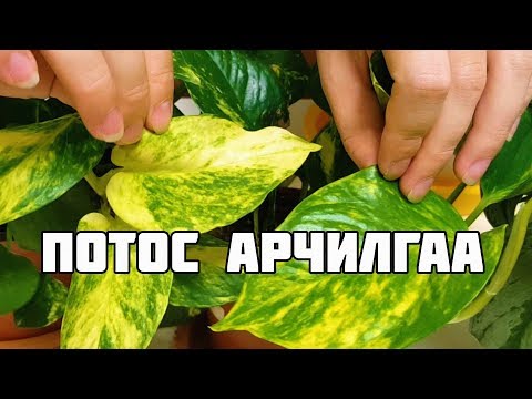 Видео: Гэрийн Моднууд - Потос арчилгаа
