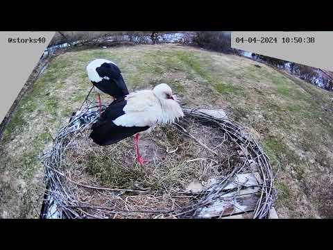 Видео: Кипит работа в крепких клювах аистов