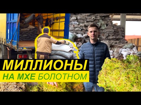 Видео: Мох сфагнум – КАК ЗАРАБОТАТЬ 💰💰💰 / Покупают фурами 😱